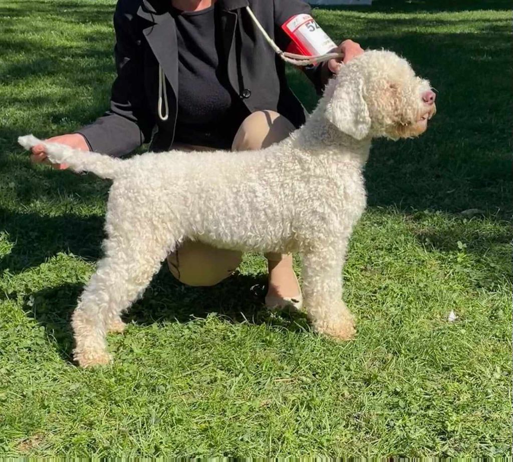 Les Lagotto Romagnolo de l'affixe des Gorges du Regalon