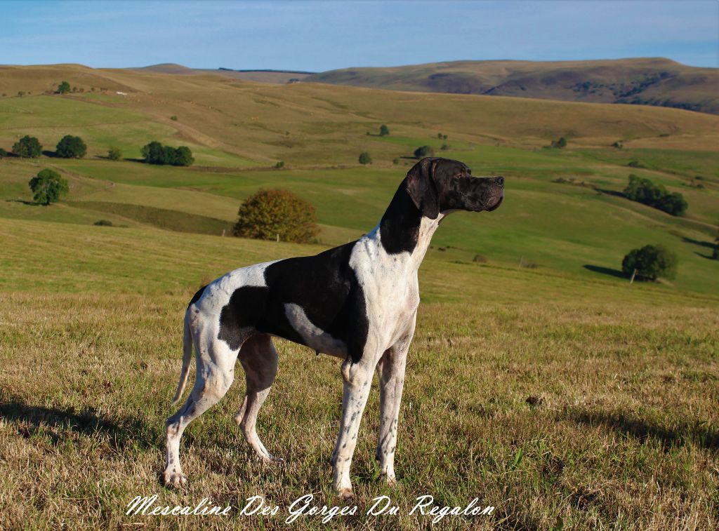 des Gorges du Regalon - CACIB pour MESCALINE