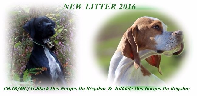 des Gorges du Regalon - CHIOTS CHIB BLACK & INFIDELE