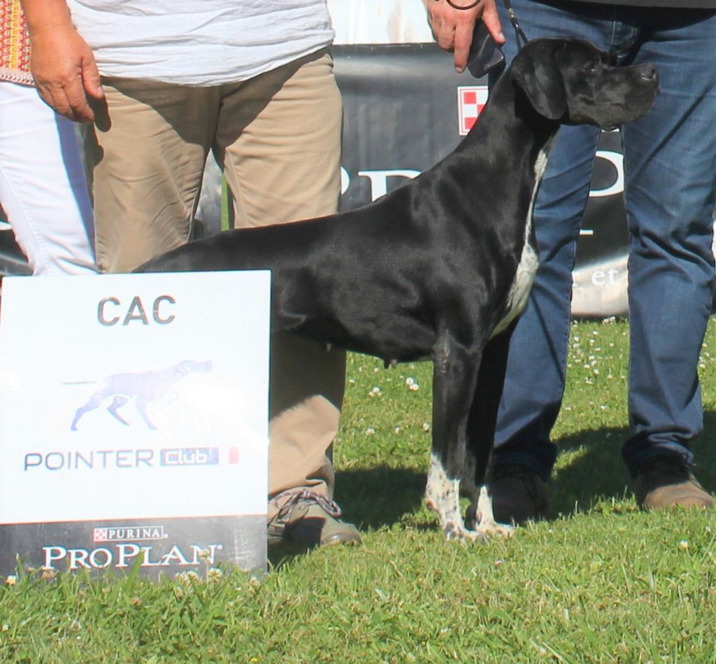 des Gorges du Regalon - LINDA - VAINQUEUR CACS NE POINTER 2017