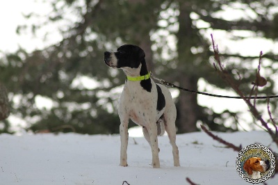 des Gorges du Regalon - PARIS DOG SHOW JANVIER 2013