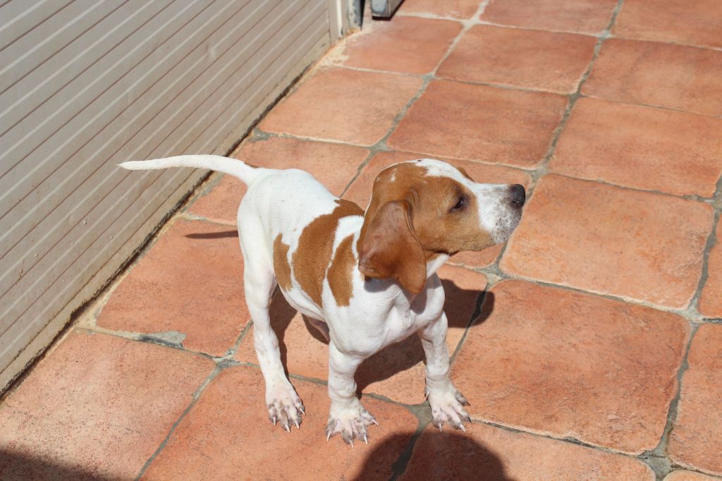 des Gorges du Regalon - Chiot disponible  - Pointer