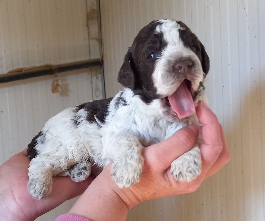 des Gorges du Regalon - Chiot disponible  - Lagotto Romagnolo