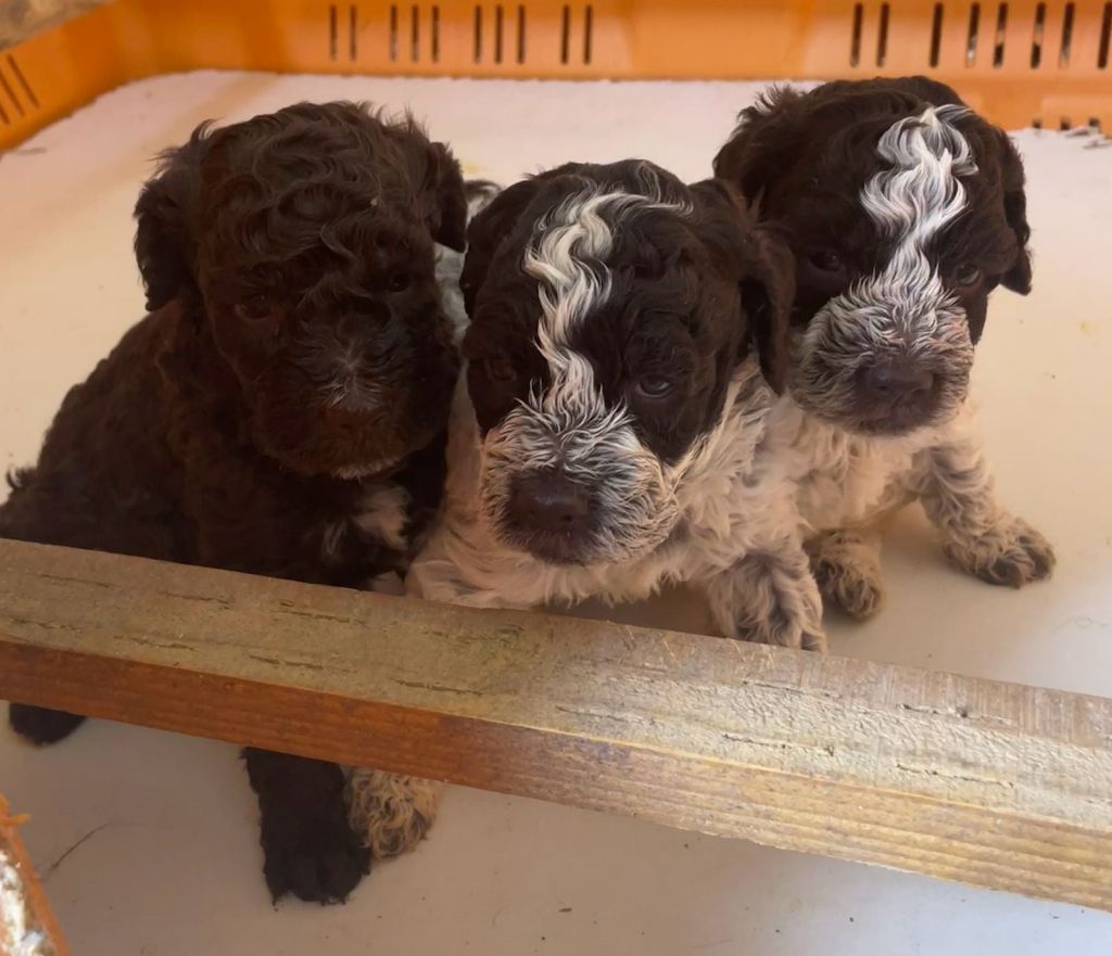 chiot Lagotto Romagnolo des Gorges du Regalon