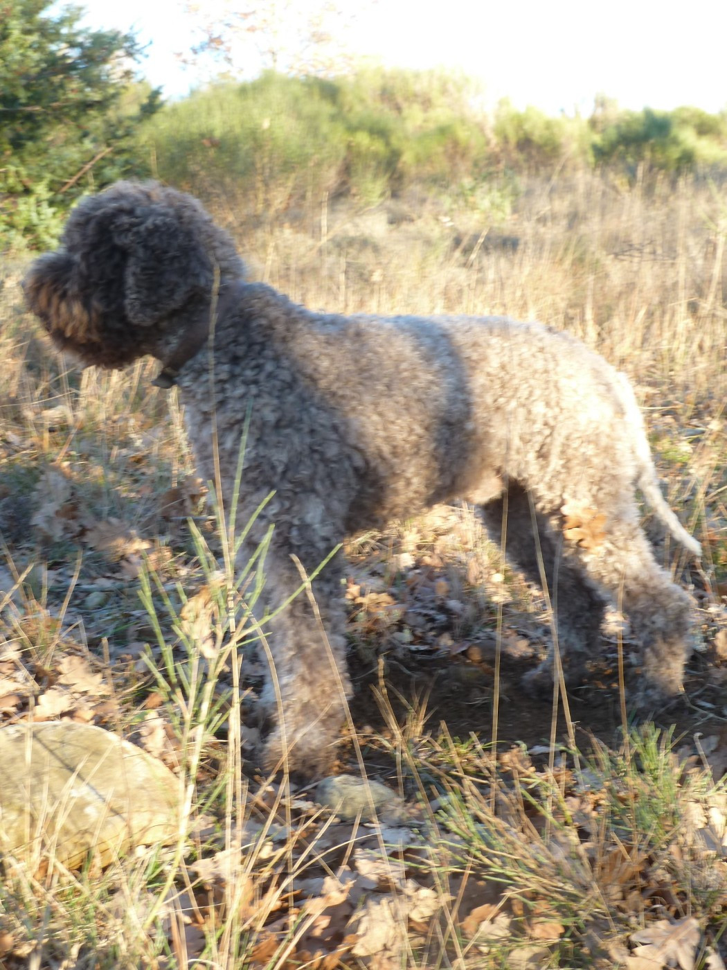 uccello du tambour battant
