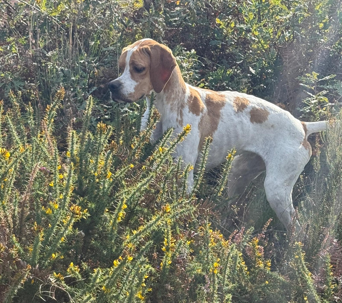 venus de la pineda vella
