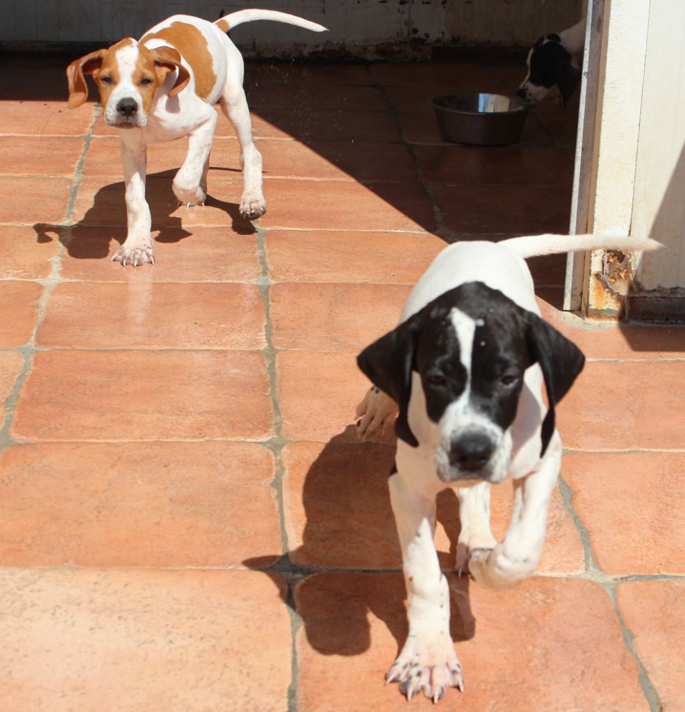 des Gorges du Regalon - Chiots disponibles - Pointer