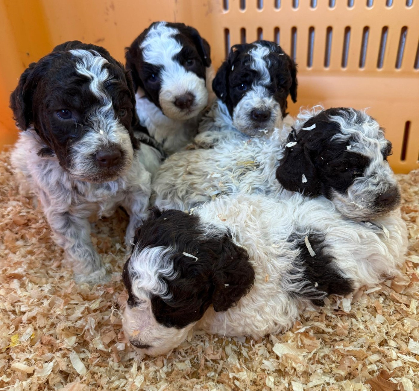 des Gorges du Regalon - Chiots disponibles - Lagotto Romagnolo