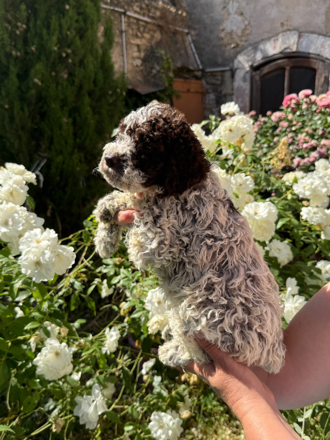 des Gorges du Regalon - Chiots disponibles - Lagotto Romagnolo