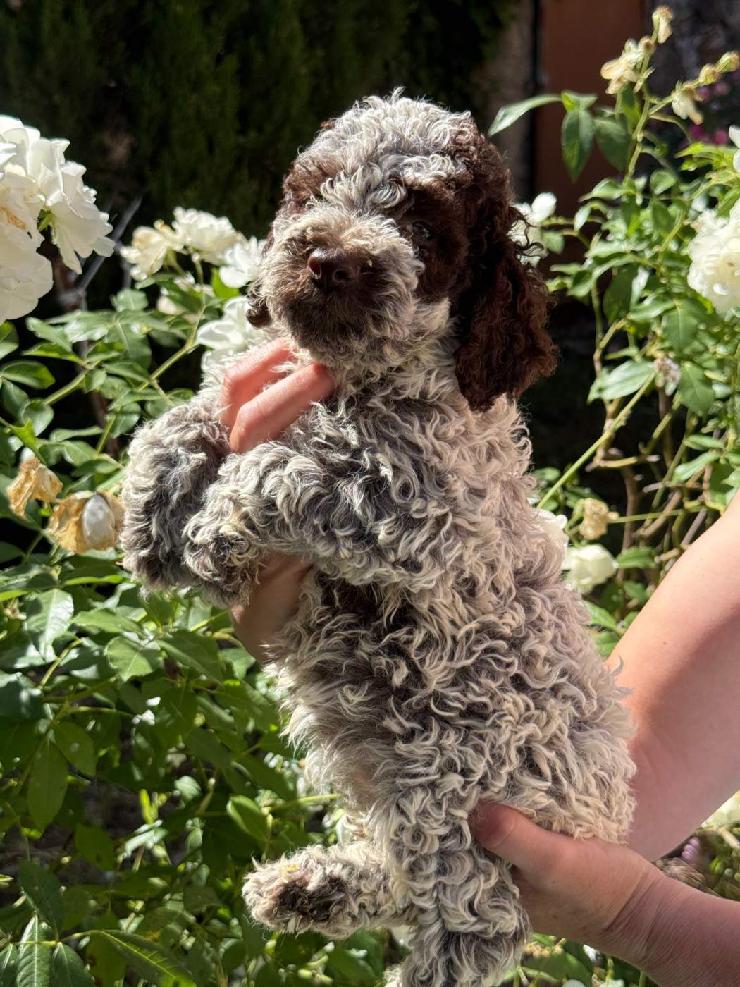 des Gorges du Regalon - Chiots disponibles - Lagotto Romagnolo