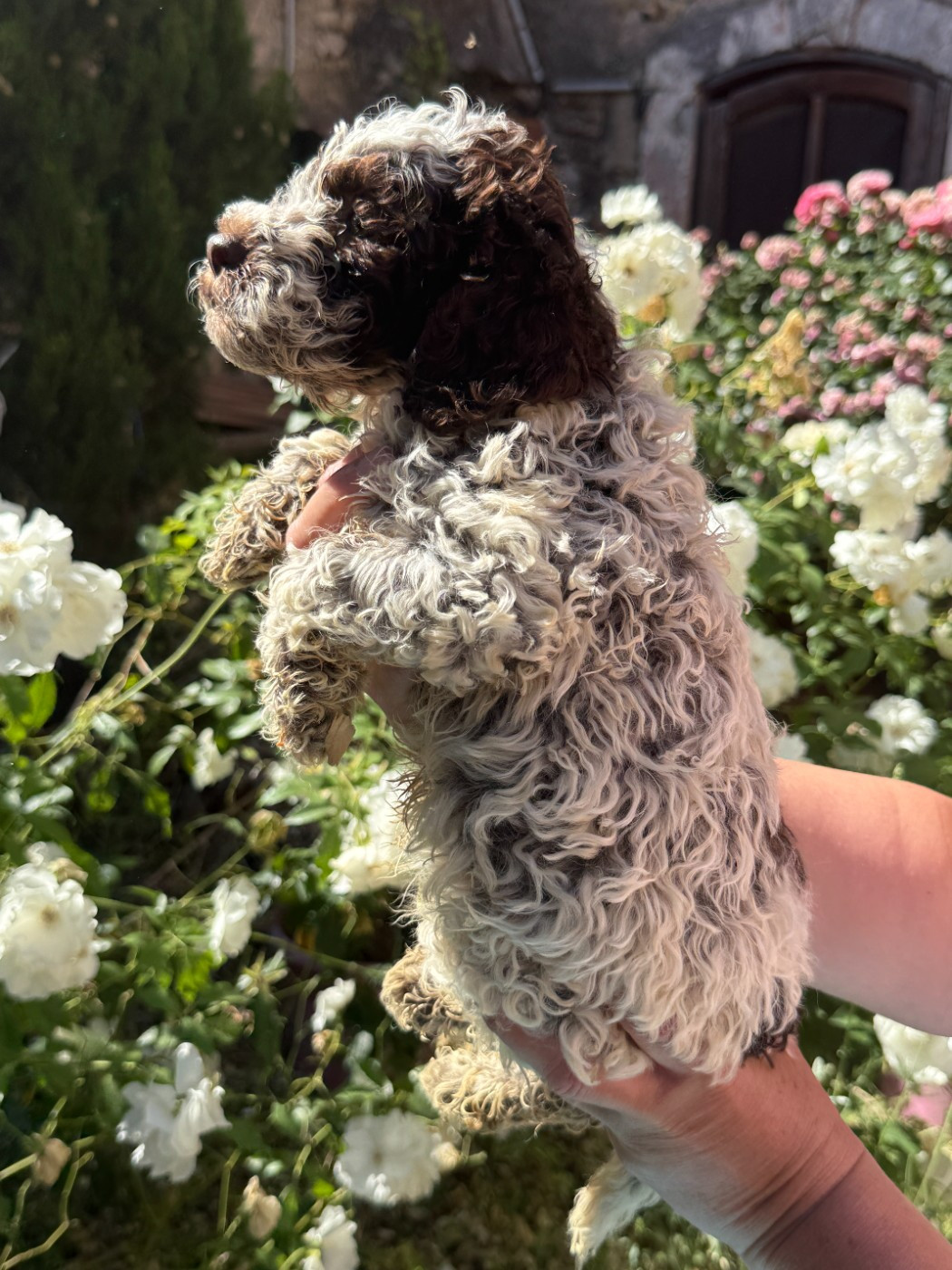 des Gorges du Regalon - Chiots disponibles - Lagotto Romagnolo