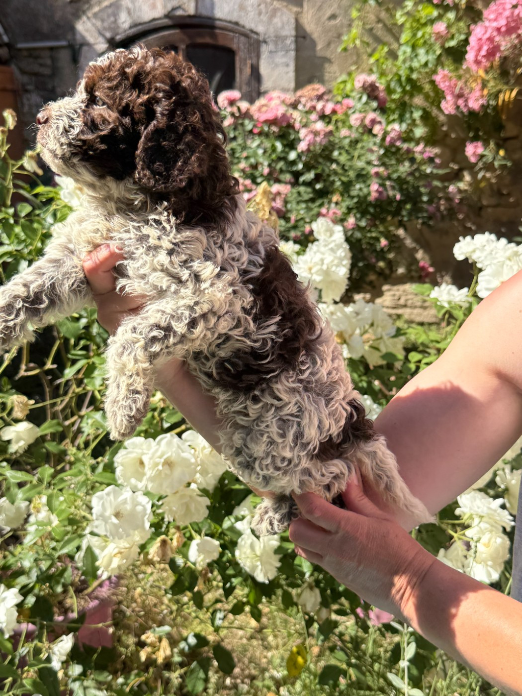 des Gorges du Regalon - Chiots disponibles - Lagotto Romagnolo