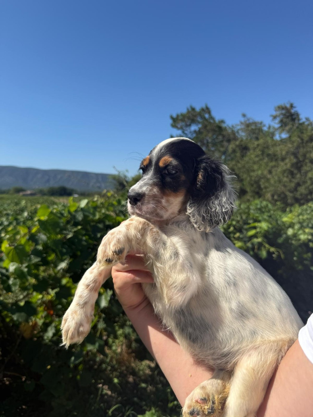 des Gorges du Regalon - Chiots disponibles - Pointer