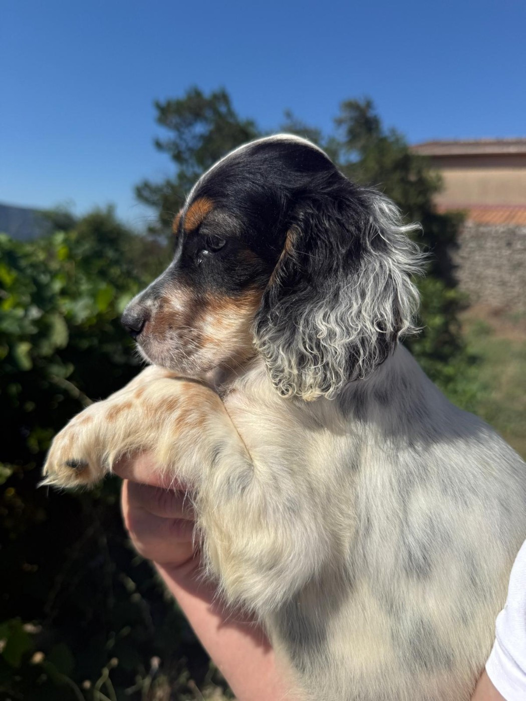 des Gorges du Regalon - Chiots disponibles - Setter Anglais