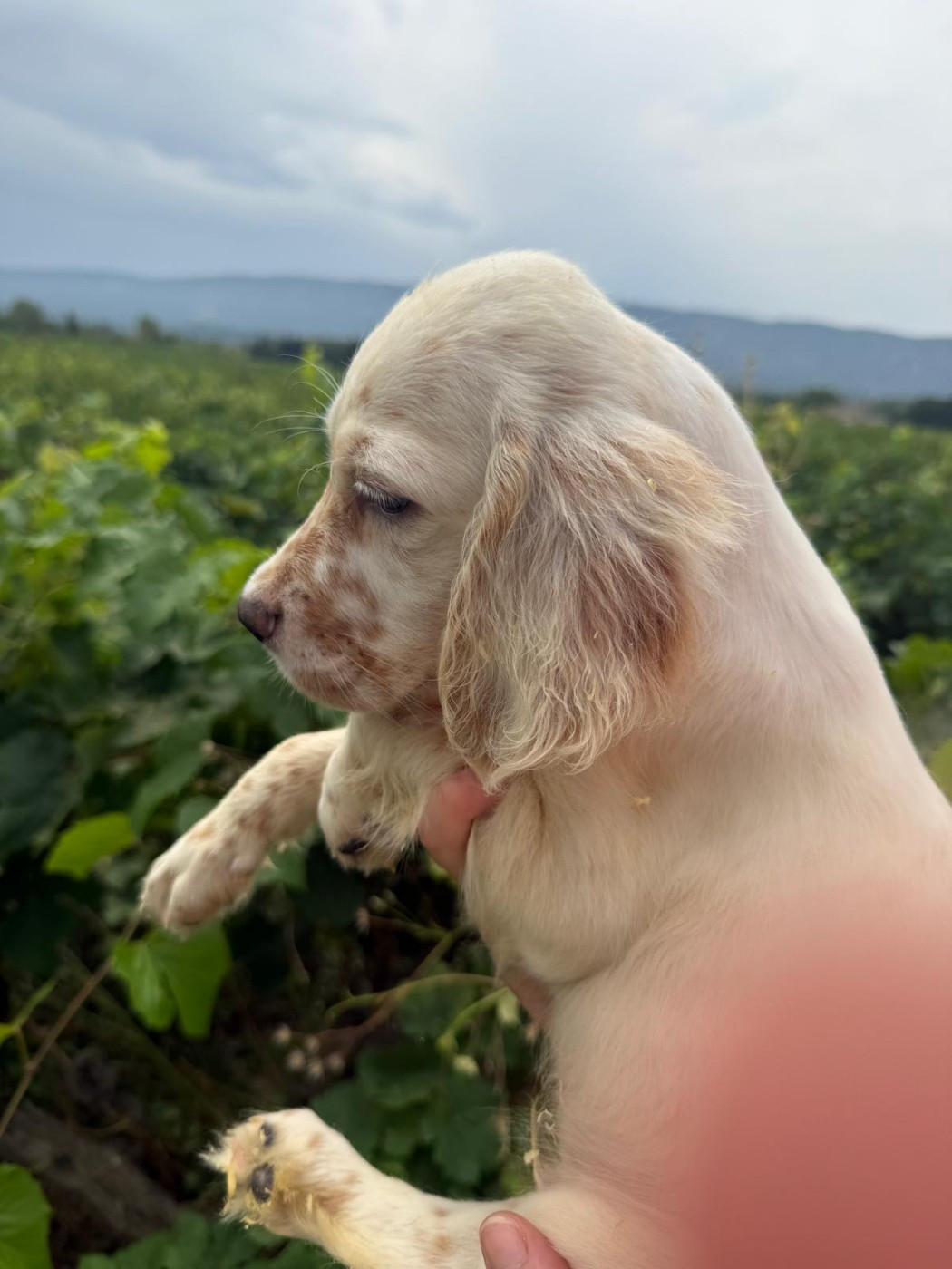 des Gorges du Regalon - Chiots disponibles - Setter Anglais