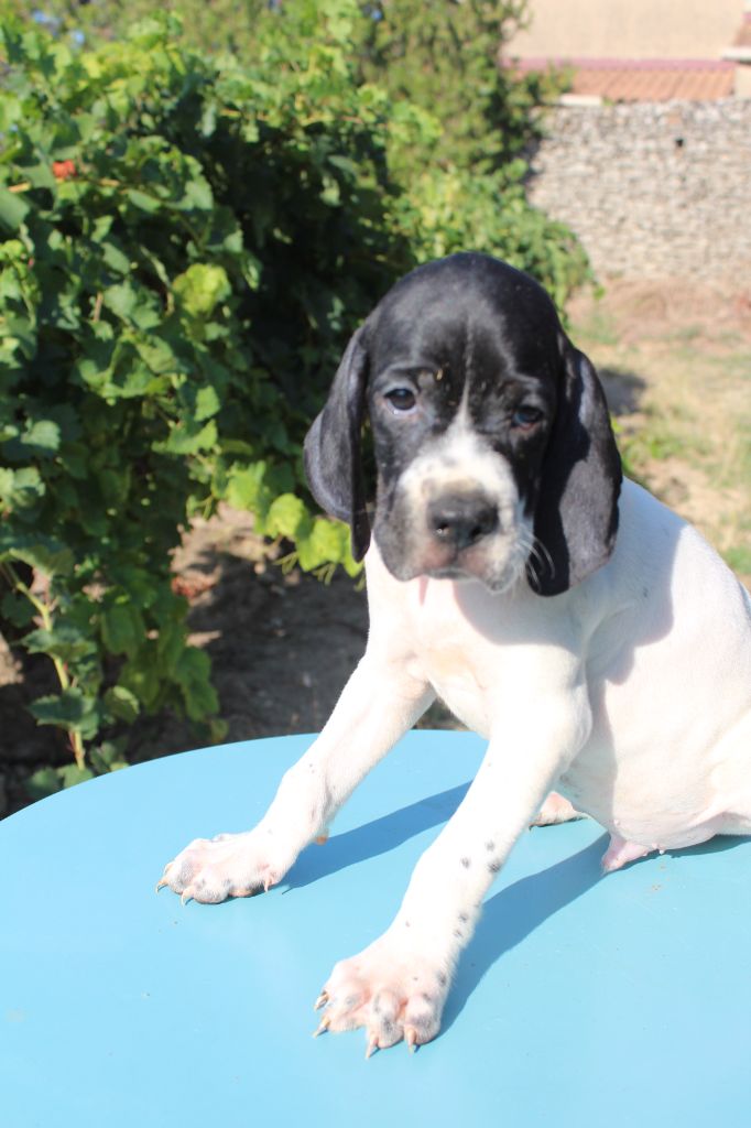 des Gorges du Regalon - Chiots disponibles - Pointer