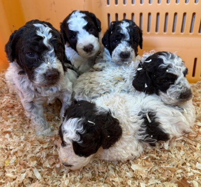 CHIOT 2
