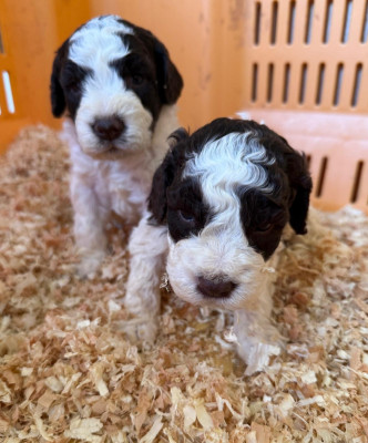 CHIOT 5
