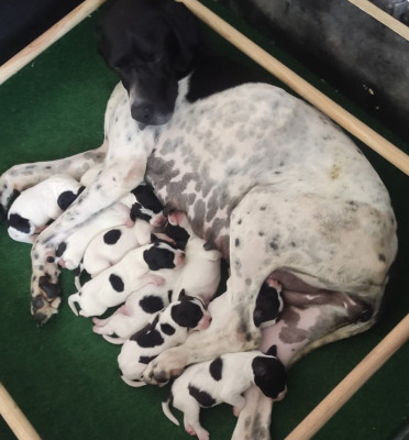 CHIOT 6