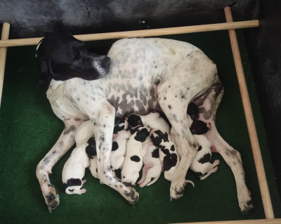 CHIOT 7