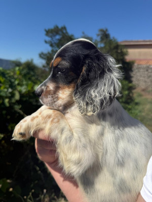 CHIOT 1