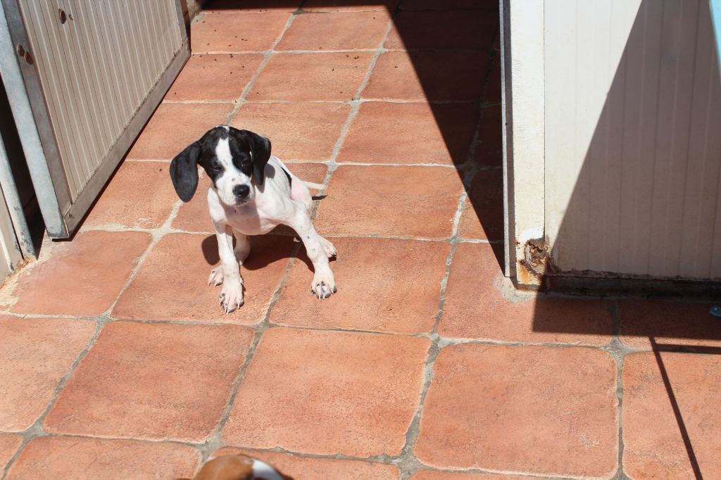 des Gorges du Regalon - Chiots disponibles - Pointer