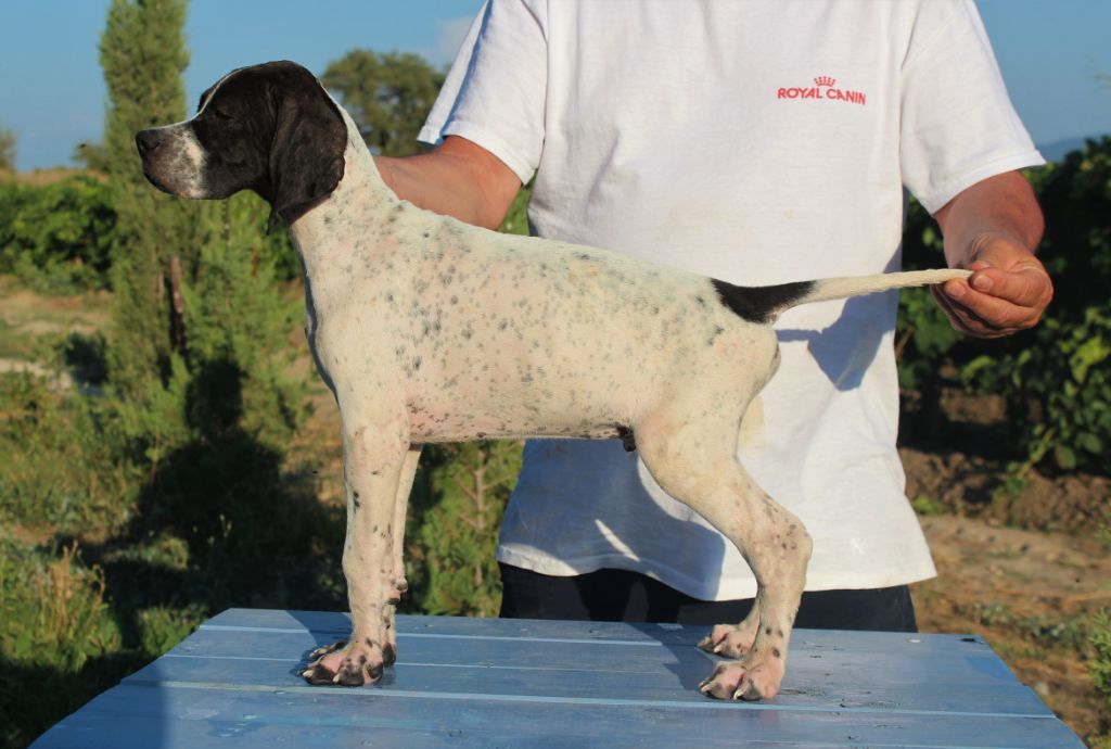 CHIOT
